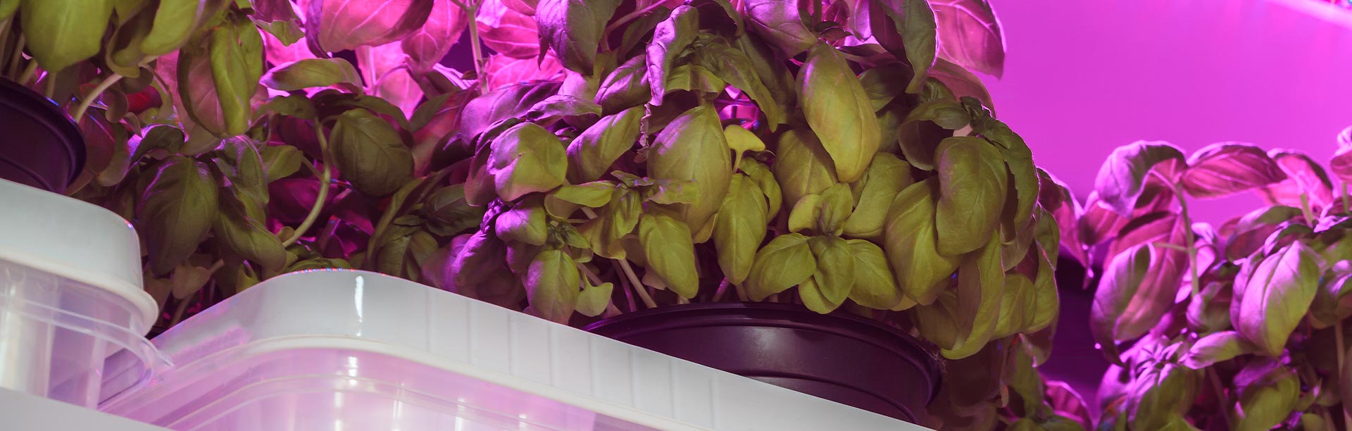 Coco Coir Hydroponics for Basil
