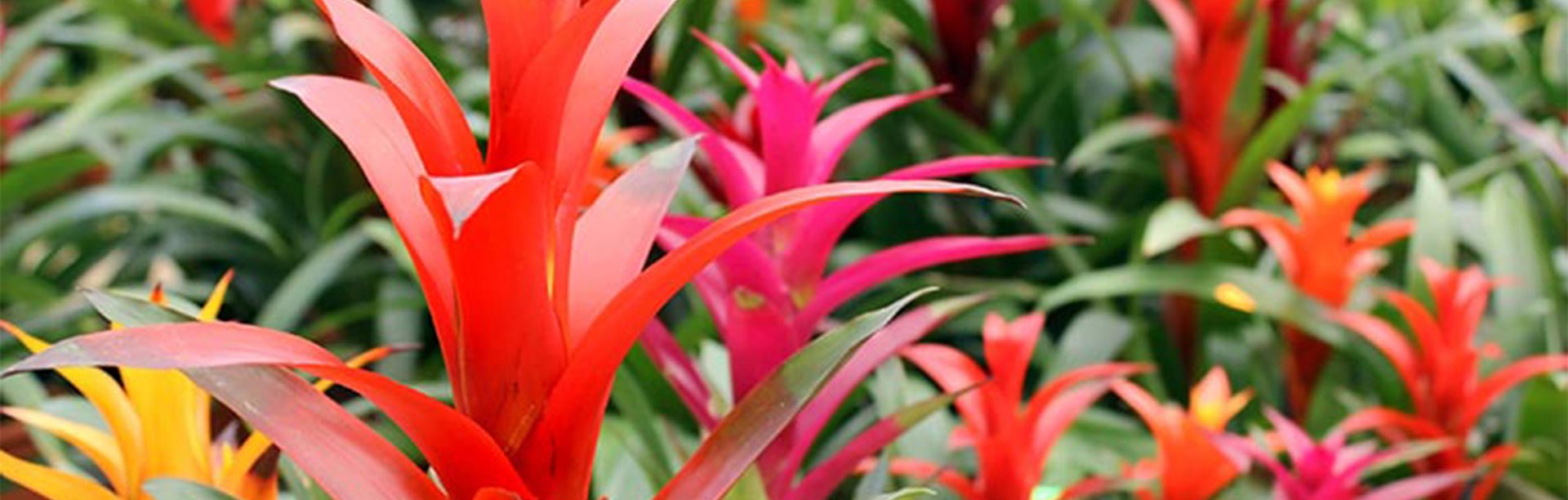 Coco Coir Hydroponics for Bromeliad