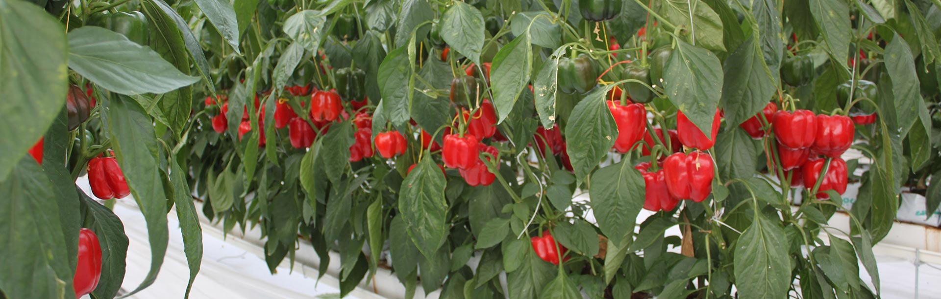 Coco Coir Hydroponics for Capsicum