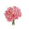 Carnation