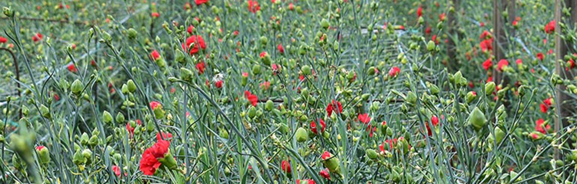 Coco Coir Hydroponics for Carnations
