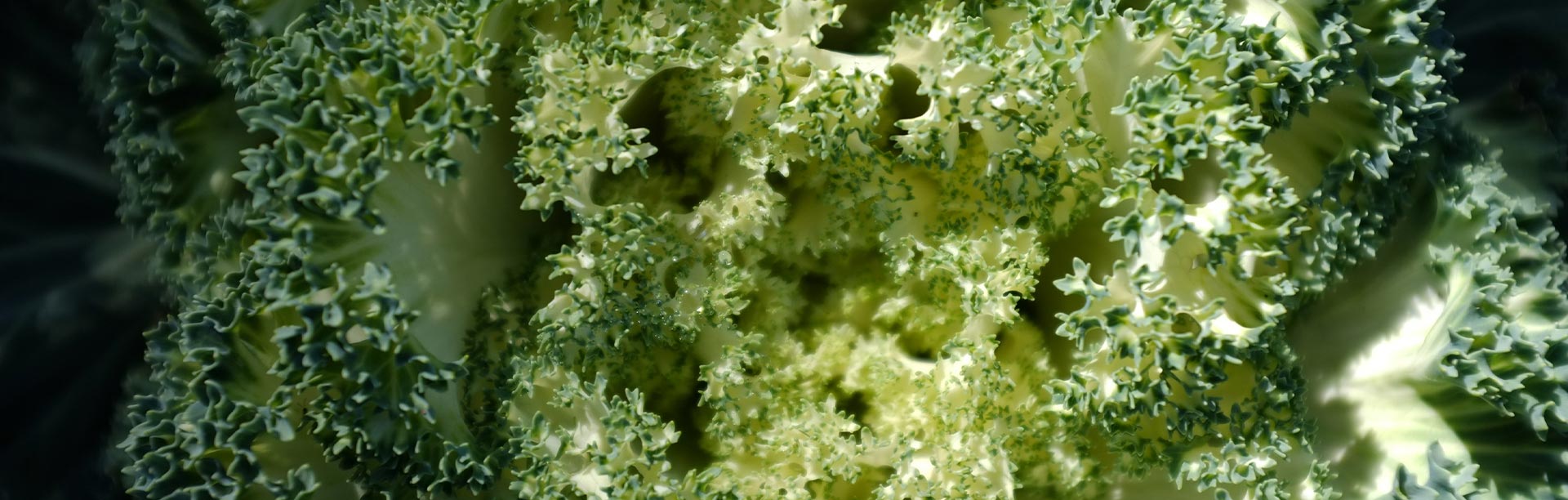 Coco Coir Hydroponics for Chard