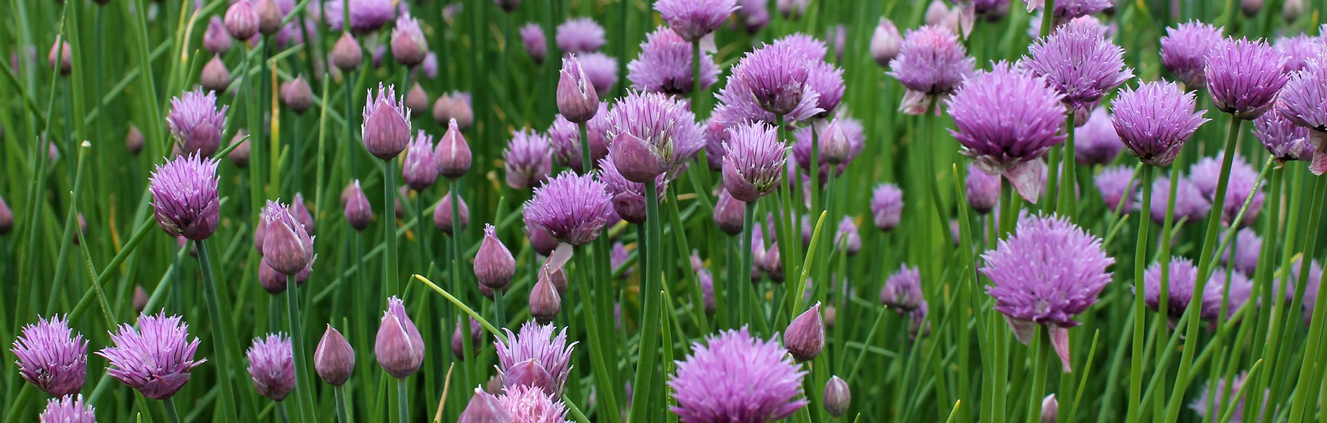 Coco Coir Hydroponics for Chives