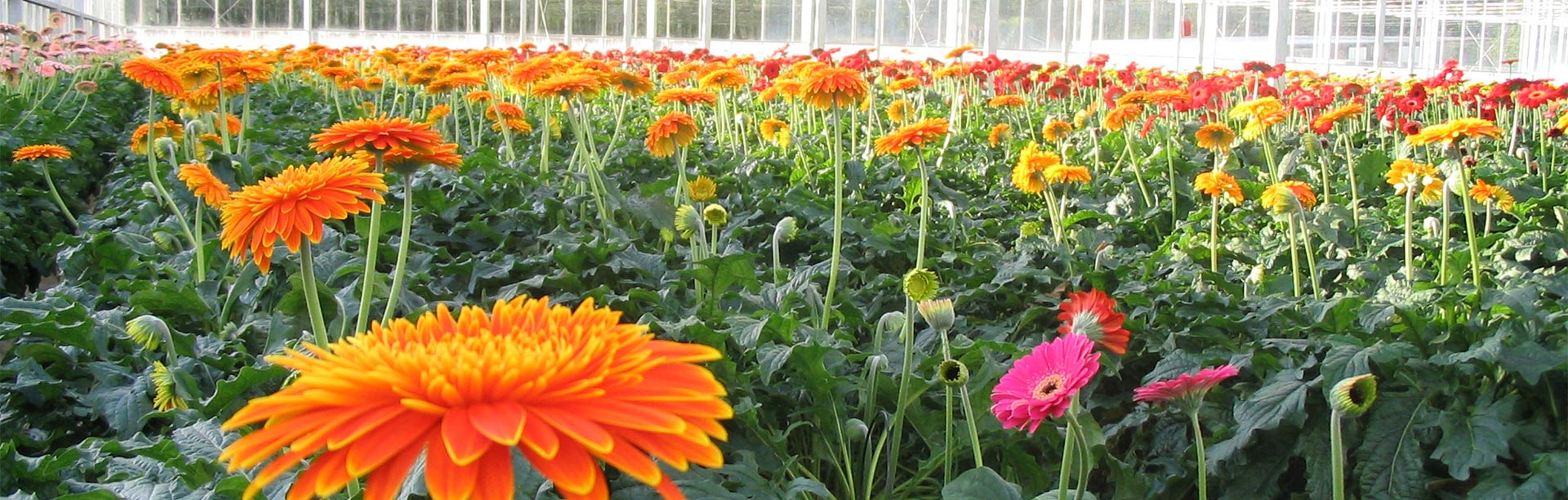 Coco Coir Hydroponics for Gerbera