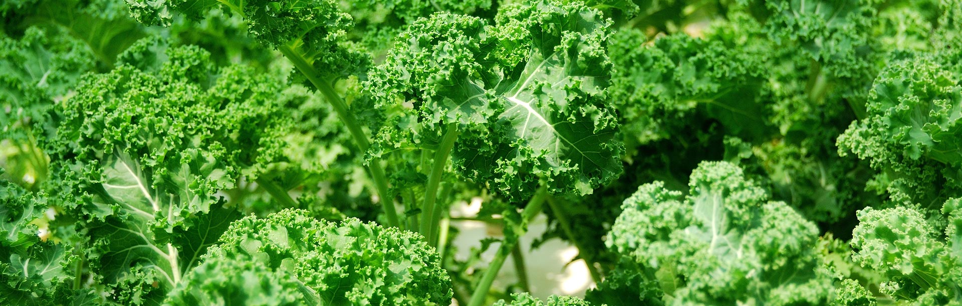 Coco Coir Hydroponics for Kale