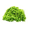 Lettuce