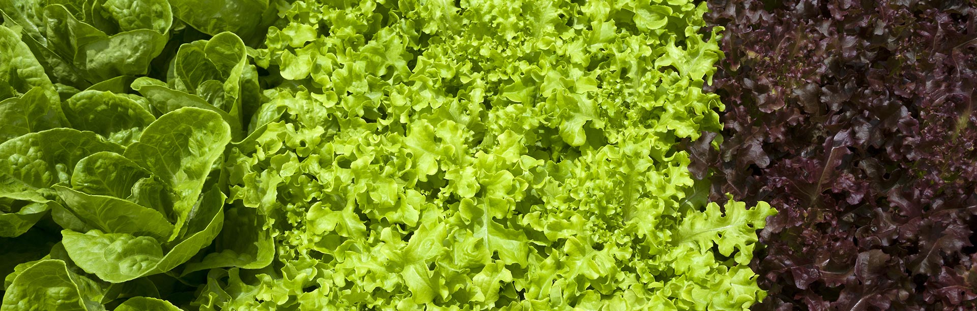 Coco Coir Hydroponics for Lettuce