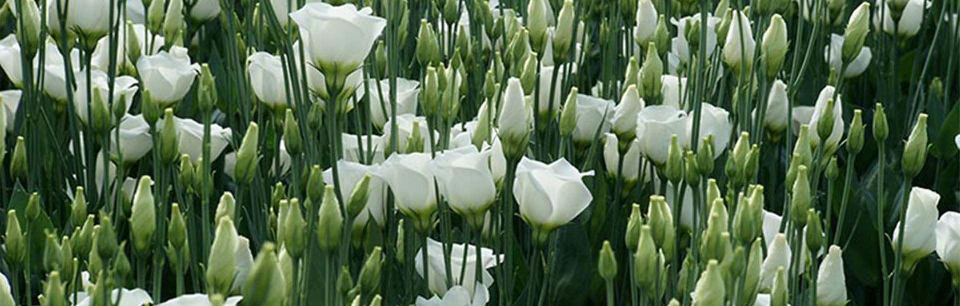 Coco Coir Hydroponics for Lisianthus