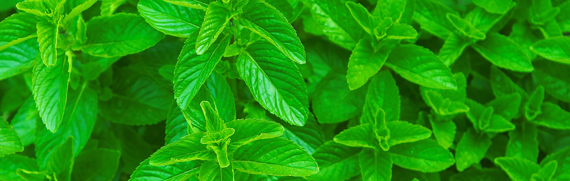 Coco Coir Hydroponics for Mint