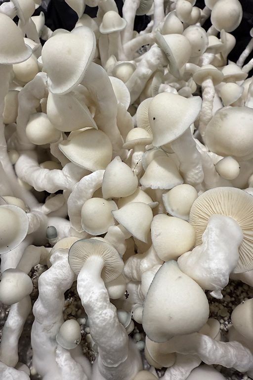 MUSHROOM MIX BLOCK gallery image 1