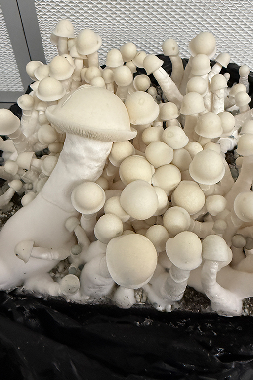 MUSHROOM MIX BLOCK gallery image 2