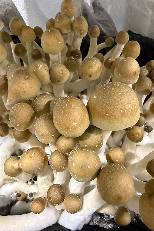 MUSHROOM MIX BLOCK gallery image 3