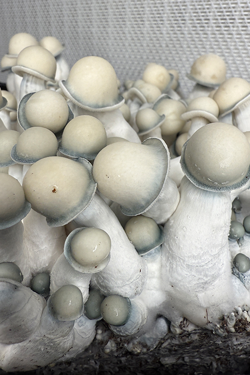 MUSHROOM MIX BLOCK gallery image 4