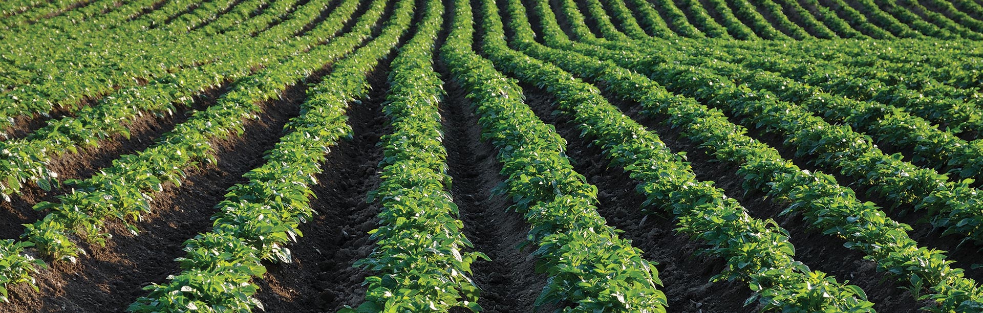 Coco Coir Open Field