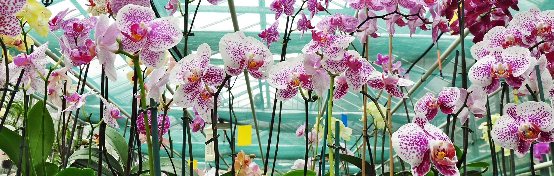 Coco Coir Hydroponics for Orchids