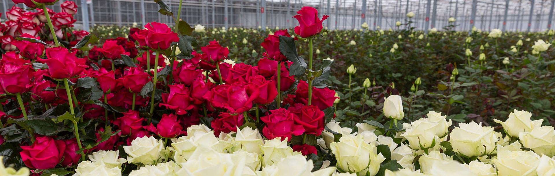 Coco Coir Hydroponics for Roses