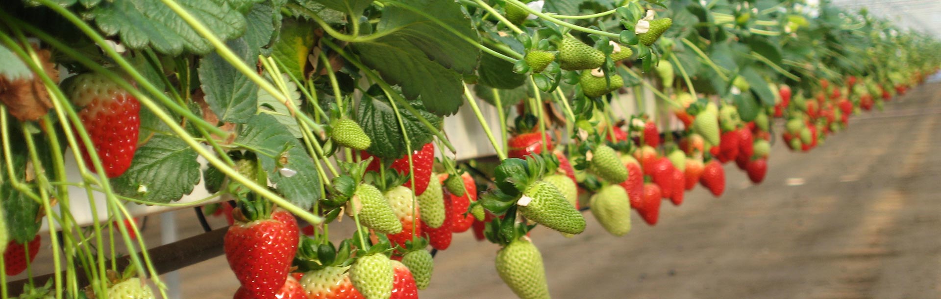 Coco Coir Hydroponics for Strawberry