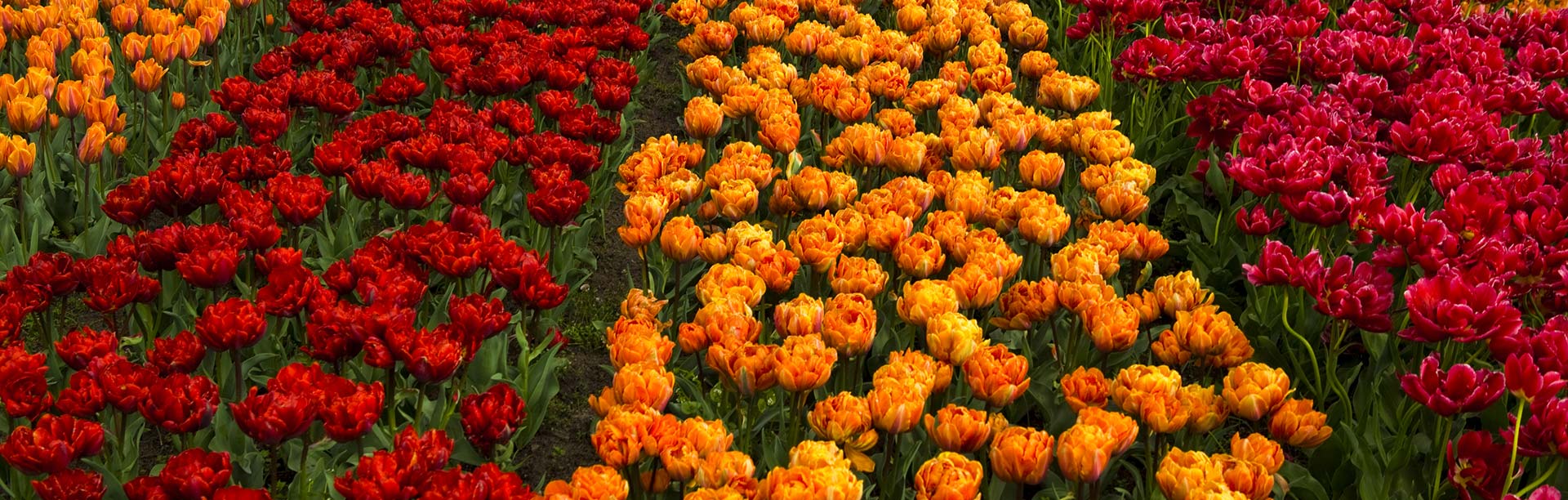 Coco Coir Hydroponics for Tulips