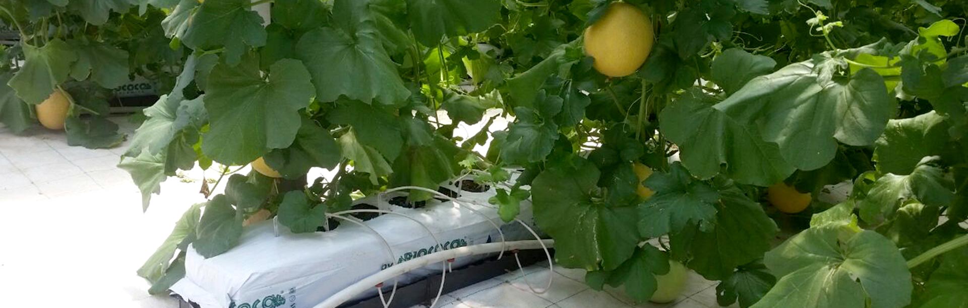 Coco Coir Hydroponics for Watermelon