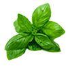 Basil