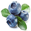 Blueberry Growers