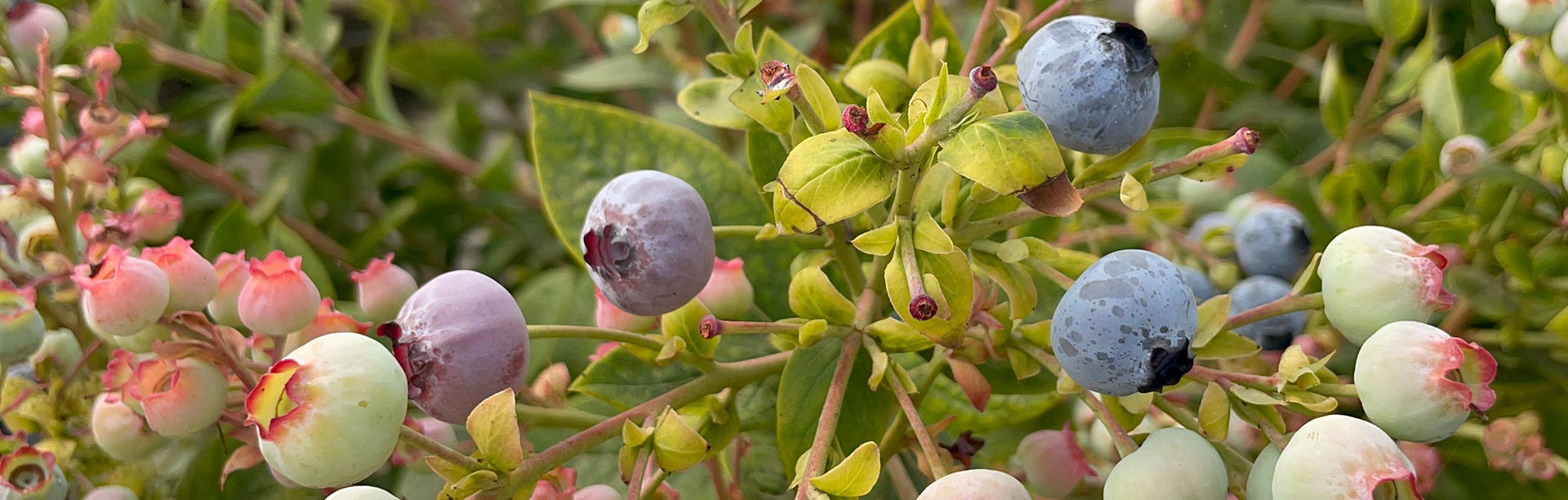 Coco Coir Hydroponics for Blueberries