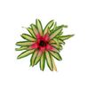 Bromeliad