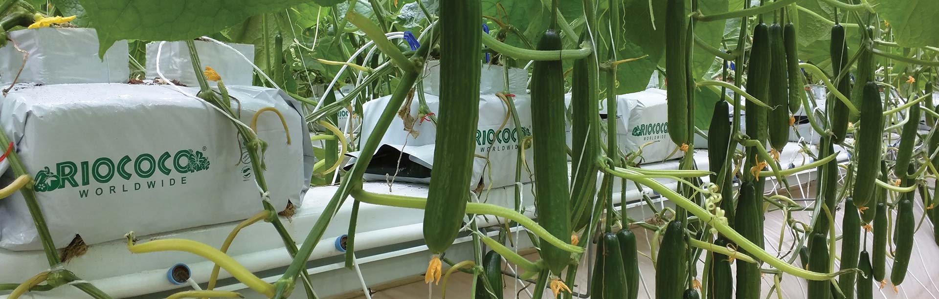 Coco Coir Hydroponics for Cucumbers