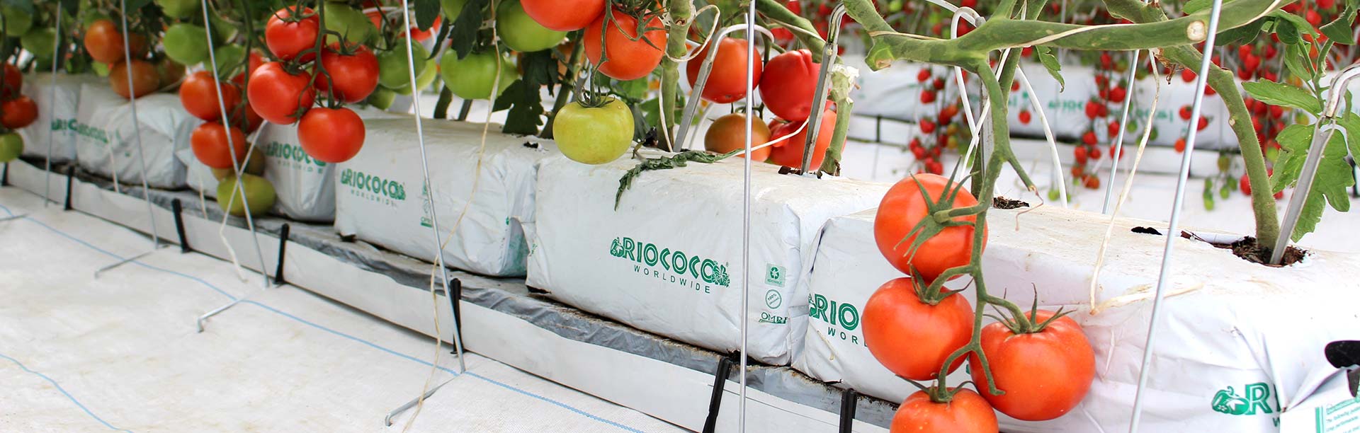 Coco Coir Hydroponics for Tomato