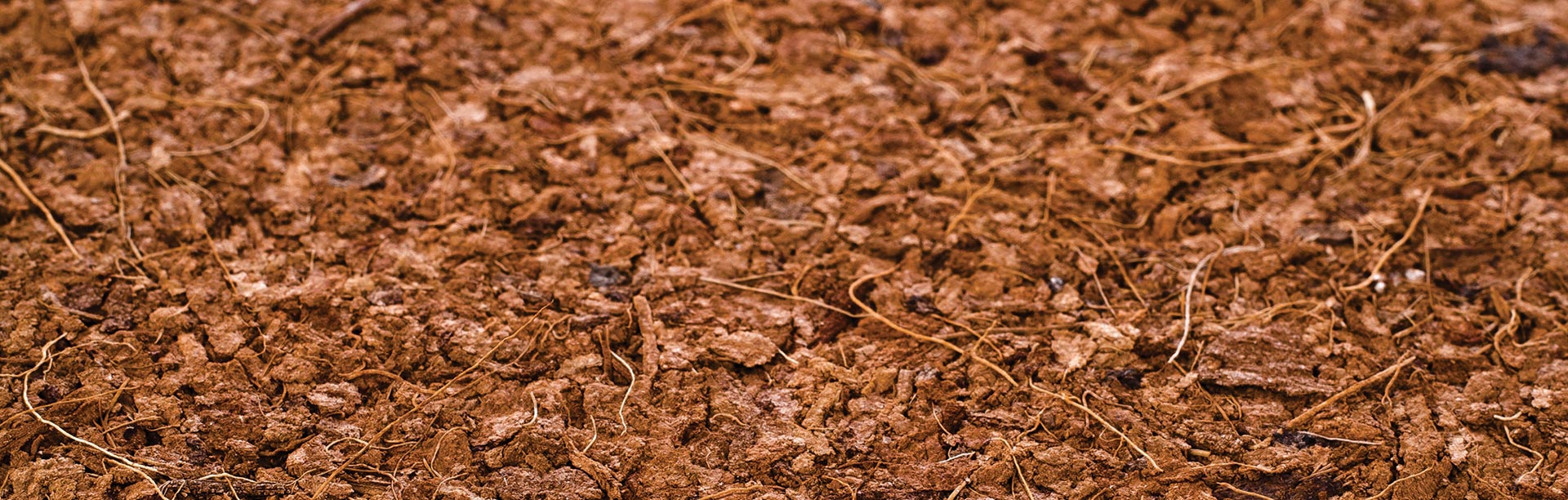 Coco Coir Bricks
