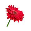 Gerbera Growers