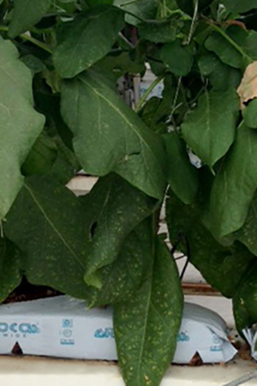 COCO COIR GROW BAG 200 gallery image 2