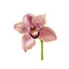 Orchids