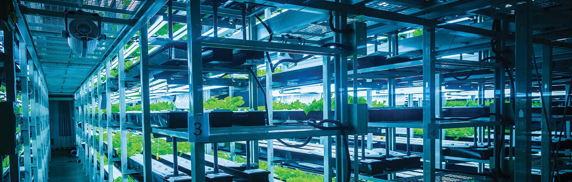 Coco Coir Hydroponics for Celery